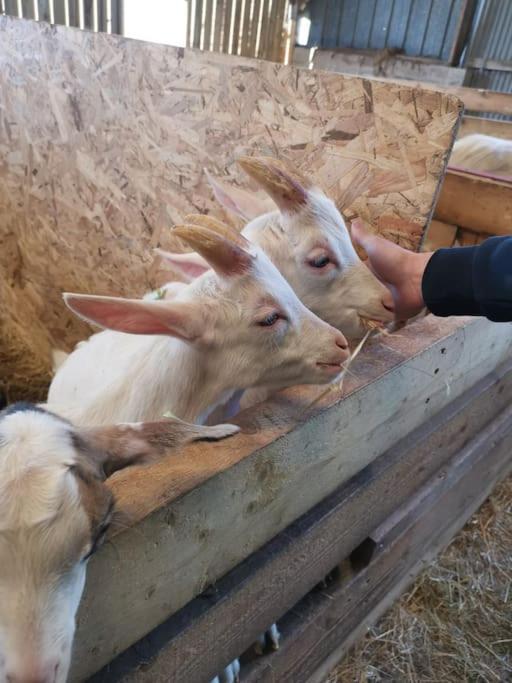Le P'Tit Torceen Proche De Dieppe Par Com'En Normandie Torcy-le-Petit المظهر الخارجي الصورة